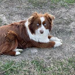 Fire - Toy Australian Shepherd