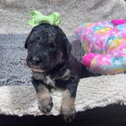 Cherry - Tri-color female Bernedoodle puppy in Carmichaels, Pennsylvania from JensenBelle Doodles