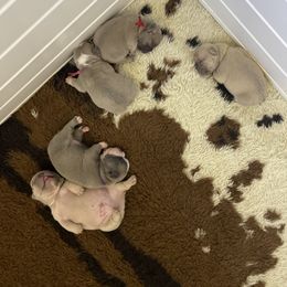 French Bulldog Puppies from Orderofthebulldogs, LLC
