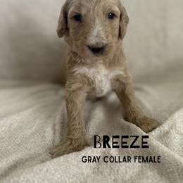 Breeze - Cream female Goldendoodle puppy in Inez, Texas from Heavenly H Doodles