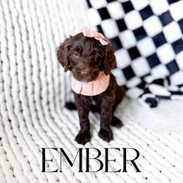 Ember - Chocolate female Goldendoodle puppy in Springville, Utah from Happy Doodle