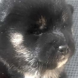 Gift Alpha Litter - Girl 3 (Pink Collar) Temporary Name: Kizuna - Black and tan female Shiba Inu puppy in Brecksville, Ohio from Shomaisou Shiba Inu