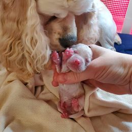 Cocker Spaniel Puppies from Hallmark Cocker Spaniels