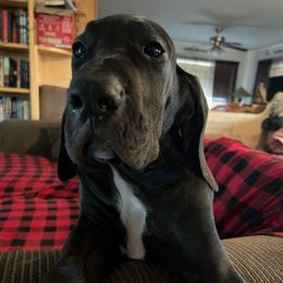 DLF's Prince Slash Thunderson - Black and white male Great Dane puppy in Clayton, Washington from DaneLand Farm