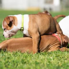 Staffordshire Bull Terrier Puppies from Vivace Staffords