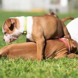 Staffordshire Bull Terrier Puppies from Vivace Staffords