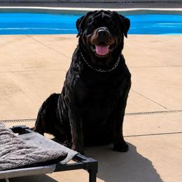 Tequila - Rottweiler
