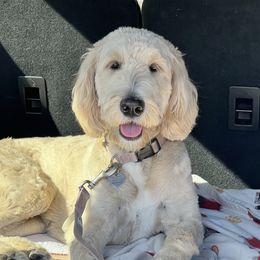 Maggie - Goldendoodle