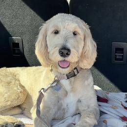 Maggie - Goldendoodle