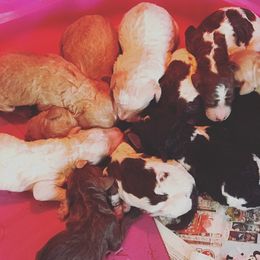 Poodle Puppies from Southern Standards Standard Poodles