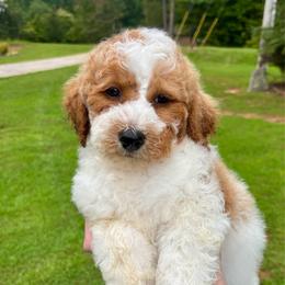 Glory - Parti female Goldendoodle puppy in Gastonia, North Carolina from Crowders Creek Doodles