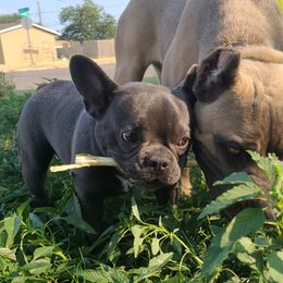 French Bulldogs from Brandon's Brood, Wright co.