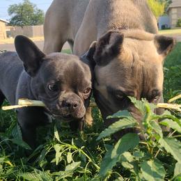 French Bulldogs from Brandon's Brood, Wright co.