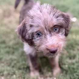 Ruger - Merle female Labradoodle puppy in Kingston, Georgia from CC Familydoodles