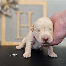 Hiro - Yellow male Labrador Retriever puppy in Macomb, Missouri from Hicks Family Homestead