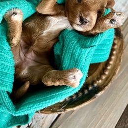 Poodle Puppies from Poodles of Tampa Bay