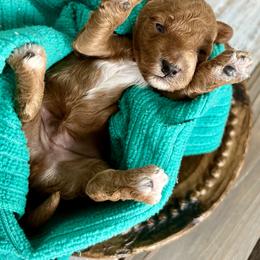 Poodle Puppies from Poodles of Tampa Bay