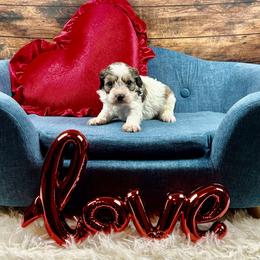 Aspen - Tri-color male Cavapoo puppy in Lancaster, Missouri from Cavapoo Acres
