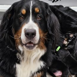 Bernese Mountain Dog Puppies from Jill Stahl Tyler