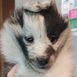 Dazzle - Blue merle and white female Shetland Sheepdog puppy in Weedsport, New York from M&M Shelties and Smooch-A-Bulls English Bulldogs
