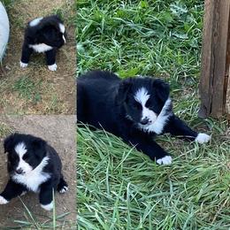 Black Bi female - Black & white female Australian Shepherd puppy in Ennis, Montana from D4R Australian Shepherds