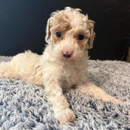 Daisy - Apricot female Poodle puppy in Osseo, Michigan from Paws in the Country