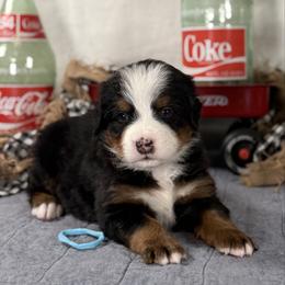 Light blue UNFURNISHED boy. - Tri-color male Bernedoodle puppy in Waukesha, Wisconsin from Bernedoodle Boutique (and Cavapoos)
