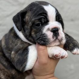 Bulldogs from DreamBullys