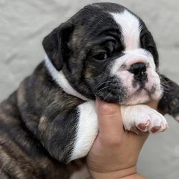 Bulldogs from DreamBullys