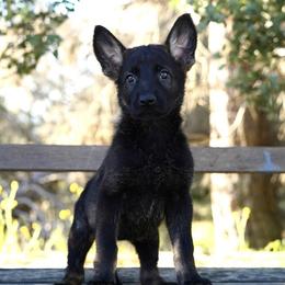 Mila - Sable female German Shepherd puppy in Coarsegold, California from Yosemite Shepherds