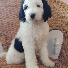 Saint Berdoodles from St. Berdoodle & Doodles of Atlanta