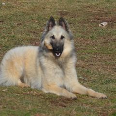 Ork - Belgian Tervuren