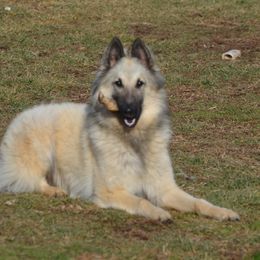 Ork - Belgian Tervuren