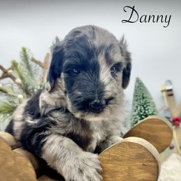 Danny - Merle male Sheepadoodle puppy in Thornville, Ohio from Four Front Doodles & Friends