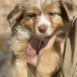 Miniature Australian Shepherds from Kristin Cox's Miniature Australian Shepherds