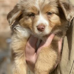 Miniature Australian Shepherds from Kristin Cox's Miniature Australian Shepherds