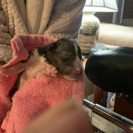 Shetland Sheepdog Puppies from Kochar Shelties