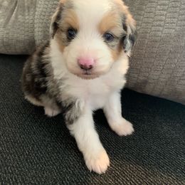 Aussiedoodle Puppies from Hearth&Hound Doodles