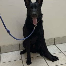 Rex - German Shepherd