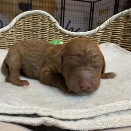 Girl 5 - female Goldendoodle puppy in Clermont, Florida from Da Ruba Doodles