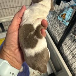 Preston  piebald boy - Piebald male Dachshund puppy in Casselberry, Florida from Amore Mini Dachshund Breeders & More
