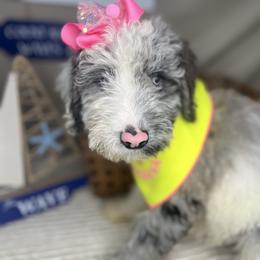 Rose Quartz - Merle Goldendoodle puppy in Charlotte, North Carolina from Ben and Jerry Doodles