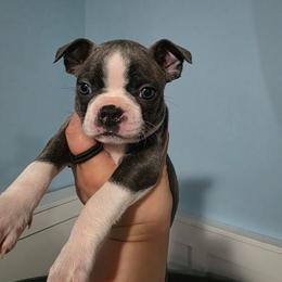 Honey - Blue female Boston Terrier puppy in Columbus, Ohio from Bryn's AKC Bostons