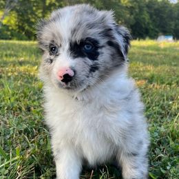 Barry - Blue merle male Australian Shepherd puppy in Albany County, New York from Allie Acres Australian Shepherds