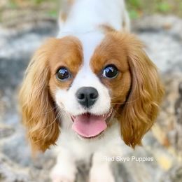 Kalea - Cavalier King Charles Spaniel