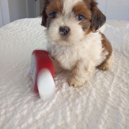 George - Tricolor male Shih Tzu puppy in Paradise, California from Richview Shihtzu