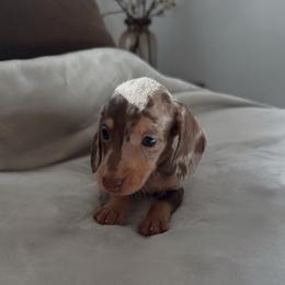 Fredd - Dapple male Dachshund puppy in San Diego, California from Enchanted little dachshunds