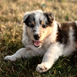 Buddy - Blue merle white and tan Collie puppy in Argyle, Iowa from Redside Rough Collies