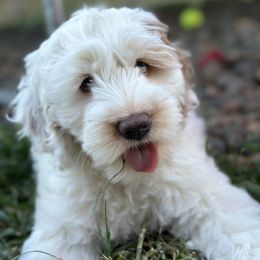 Pugsley - Buff and white Cockapoo puppy in Salem, Oregon from Capital Doodles