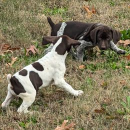 Dachshund, German Shorthaired Pointer, and Mastiff Puppies from Cedarhills